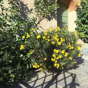 Casa Mita Con Pacchetto Mare Incluso Camaiore