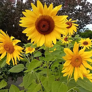 La Provenzale Camaiore